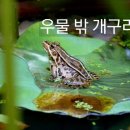 우물밖개구리 이미지