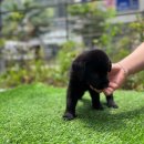 도그캐슬 강아지분양 다산점 | 하남강아지 블랙 래브라도 리트리버 오리 분양'-^♥<전국픽업가능>