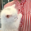 나는 고양이에 빠지다 이미지