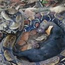 타이라(Tayra) 이미지