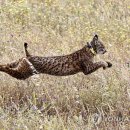 LYNX