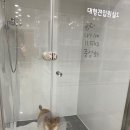 남천동동물병원 네이버블로그