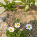 양평포레스트 스테이 이미지