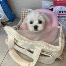 베리굿동물병원 이미지