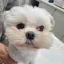 에이플동물병원 | 안양 고양이 전발치｜입냄새·침흘림 계속된다면 확인하세요 <발치전문 의왕 에이플동물병원>