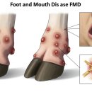 대한바이오피드 이미지