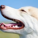 연두동물병원 이미지