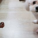 예삐네 착한 수제간식 이미지