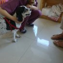 애나동물병원 이미지