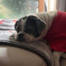 설렁탕 앤 육개장 | 졸려죽겠네 봄인가?