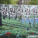 강원산림원 네이버블로그