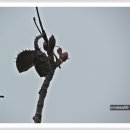 마로니에 이미지