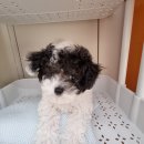 달링동물병원 이미지