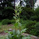 대황약국 이미지