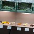 한국이색반려동물박람회 이미지