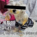 말티즈 셀프 염색 이미지