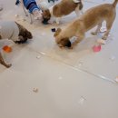 골드퍼피 이미지