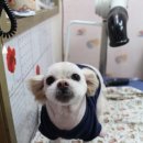 치치살롱 이미지