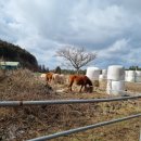 삼원목장 이미지