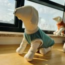 애견패션제작 이미지