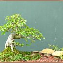 정자나무집 이미지