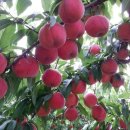 복사꽃마을 이미지