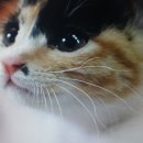 스타청바지