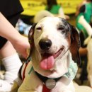 노란천막 이미지