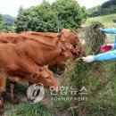 단양축산업협동조합소백산관광목장