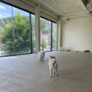 행복하댕 이미지