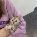 제이제이캣 이미지