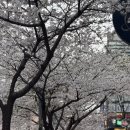 마지막 벚꽃과 소규모 회식 장소 추천 &#39;다이닝갈비&#39; 후기, 웨이팅
