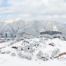 (크리스마스/연말/명절연휴) 비발디파크 소노펠리체 소노벨 소노펫 소노빌리지 가실분!! 이미지