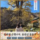 용문사 대형주차장 | 용문산 용문사 여행 코스 완벽 정리: 대웅전부터 은행나무 길까지