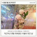 다시내보 이미지