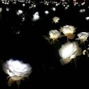 한국조명 이미지