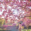 문수사 입구 | 서산 문수사 겹벚꽃 명소 실시간 개화 현황 서울 근교 절