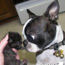 하룻강아지 이미지