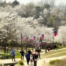 안산벚꽃음악회 이미지