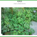 삼대생활건강