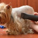 미용하는강아지 이미지