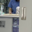 [수복이] 수복이 귀진드기 생겨서 “ 연향동물병원 ” 다녀왔어요 🥲
