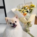 피어나꽃