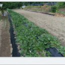 평수농장 이미지