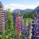 lupins 이미지