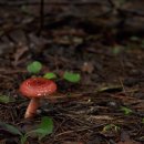 부엔까미노 이미지