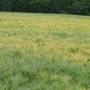 보리밭사이길로 이미지