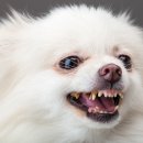 강북 24시 N 동물의료센터 이미지