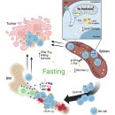 Re: Cancer-NK cell immunity cycle 활성화하는 방법 ... 공복, 중강도 이상 운동법 이미지