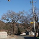 김해의 노거수 02 금곡마을 동구의 상수리와 팽나무, 회화나무외 이미지